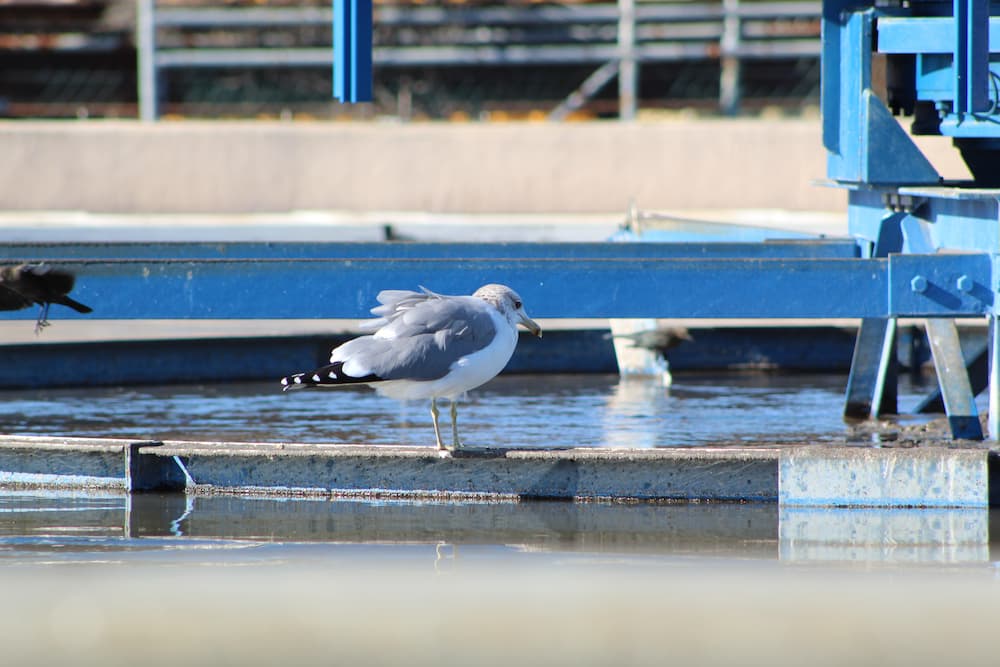 Bird at WWTP